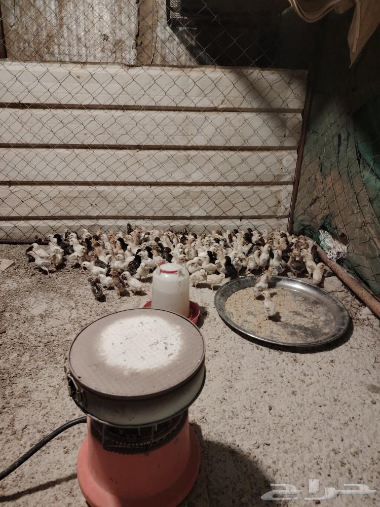 Country chicken sauce63175468423939111