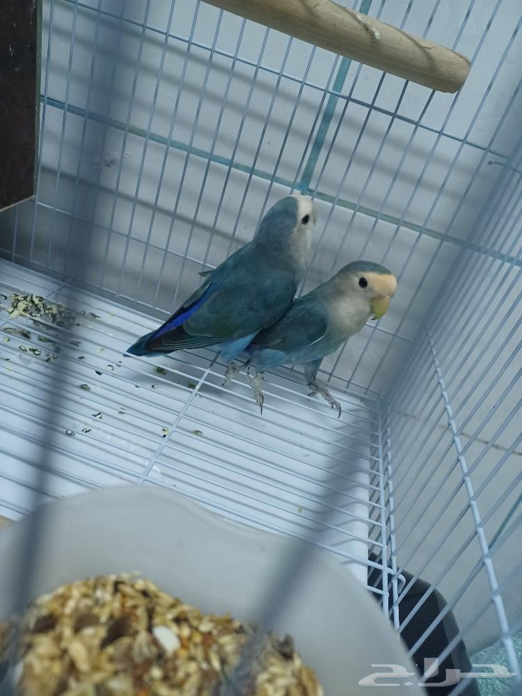 Birds63178187496705113
