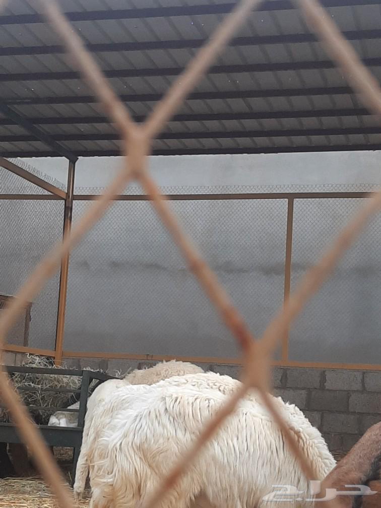 غنم حري للبيع63175487338626114