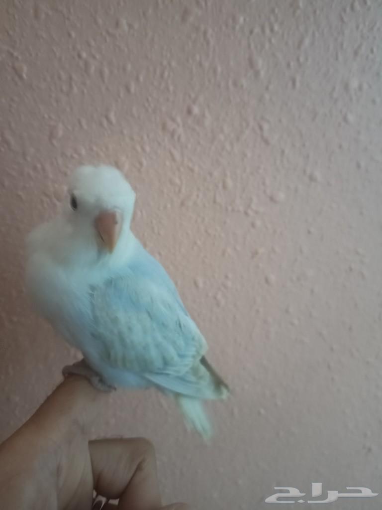 طيور اليفه وهدد شرط روز وكروان كوكتيل63177363503107115