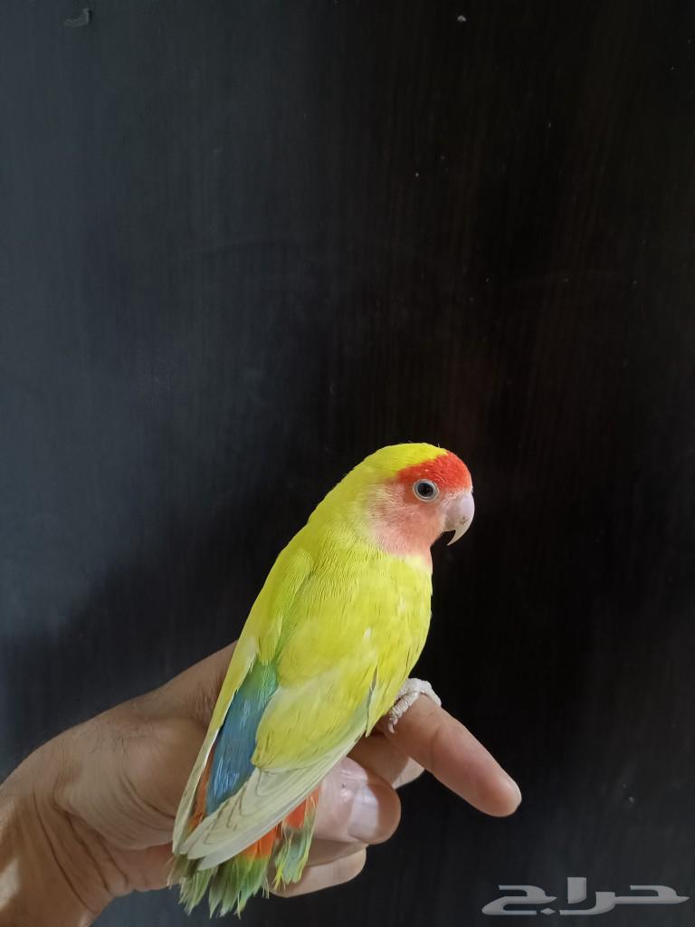 طيور اليفه وهدد شرط روز وكروان كوكتيل63177363503107112