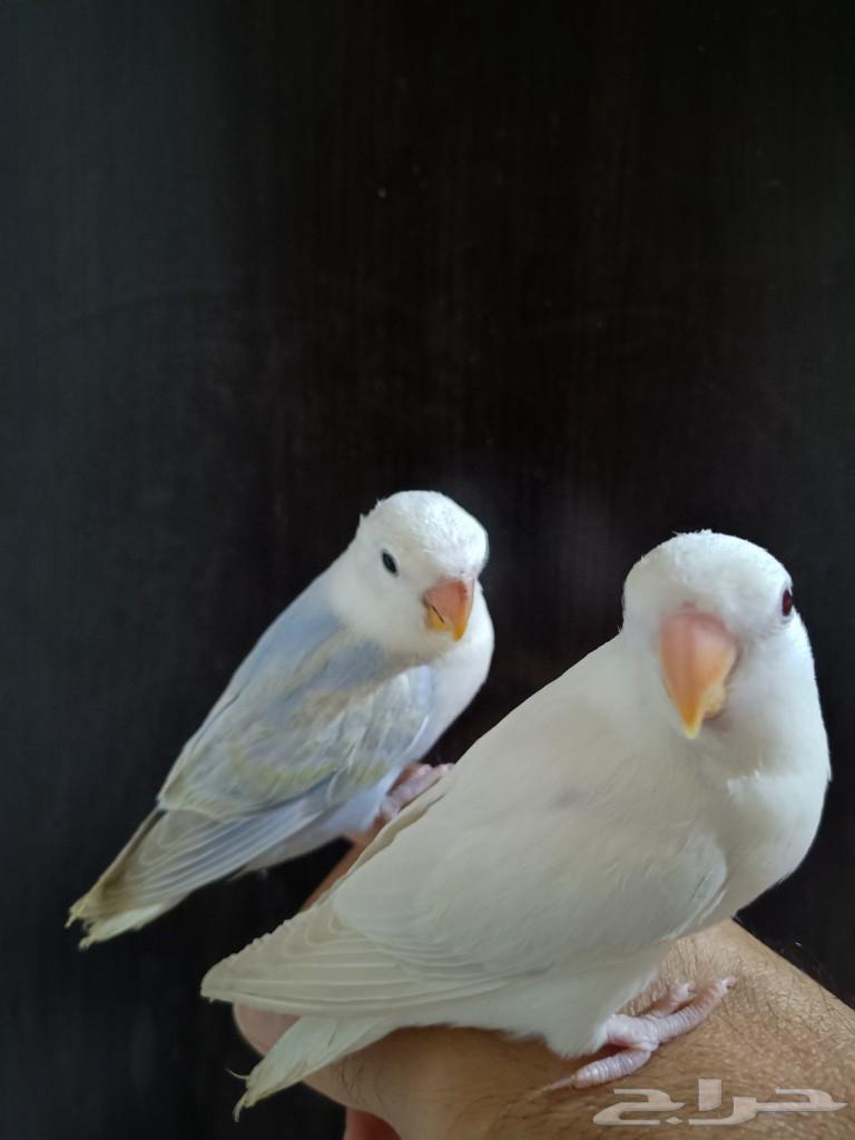 طيور اليفه وهدد شرط روز وكروان كوكتيل63177363503107114