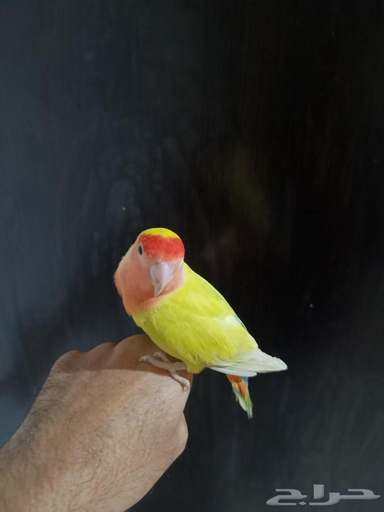 طيور اليفه وهدد شرط روز وكروان كوكتيل63177363503107111