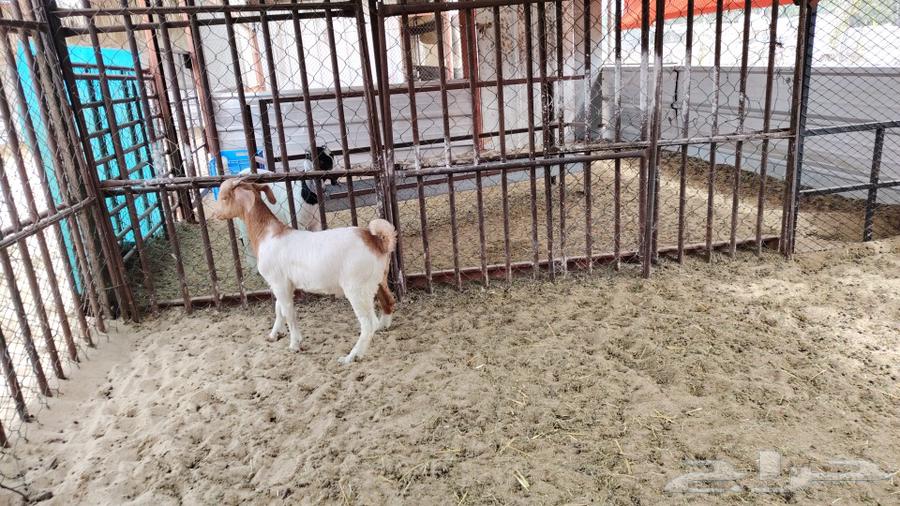 Hybrid goat milk burghul63278228761731112