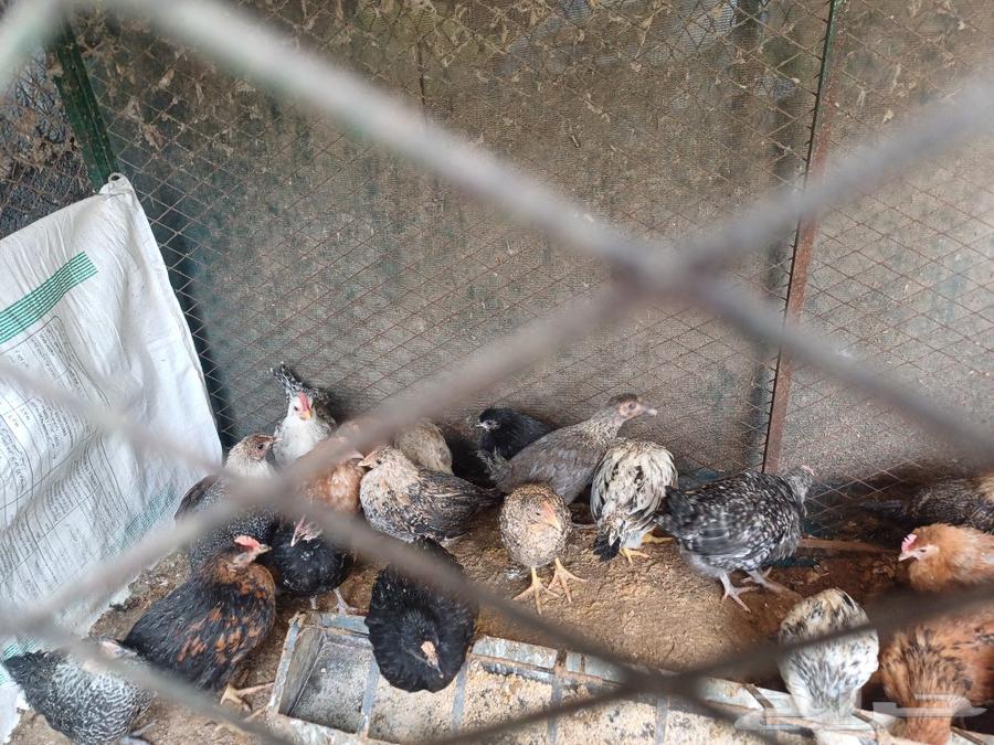 Local chicken eggs and 3-month-old chickens, and excellent local hen eggs.63173236645763113