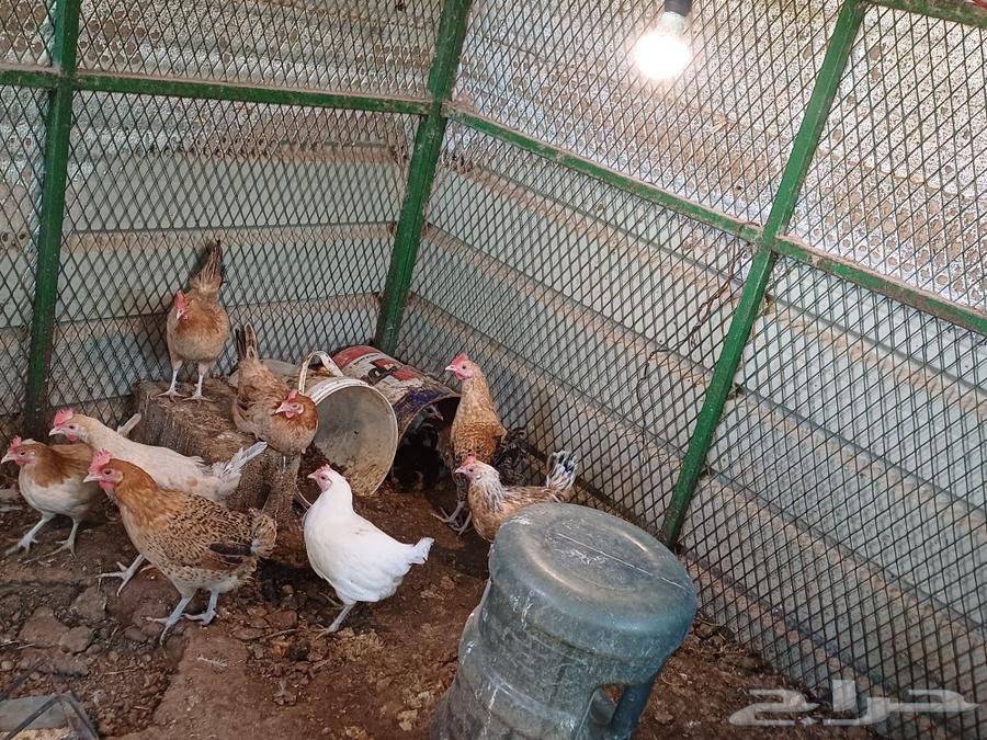 Local chicken eggs and 3-month-old chickens, and excellent local hen eggs.63173236645763111