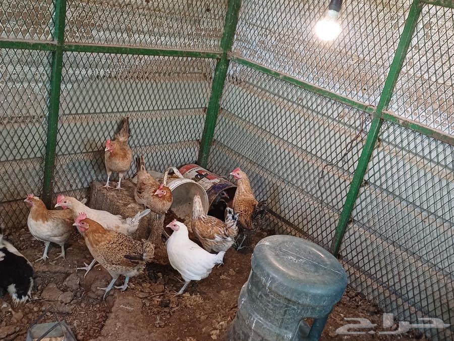 دجاج بلدي بيض و دجاج عمر 3شهور و بيض دجاج بلدي طاظه ممتاز63173236645763113