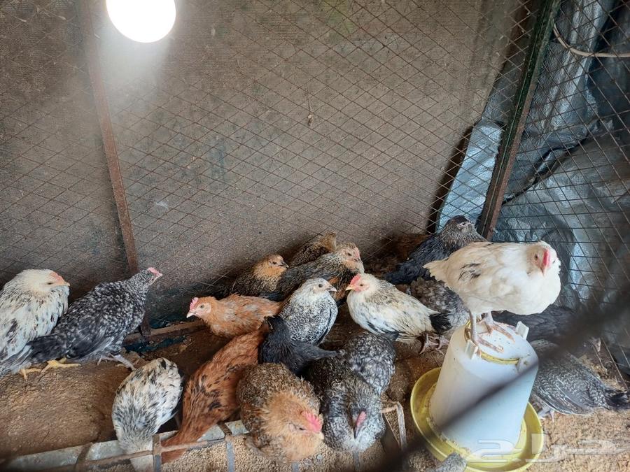 Local chicken eggs and 3-month-old chickens, and excellent local hen eggs.63173236645763112