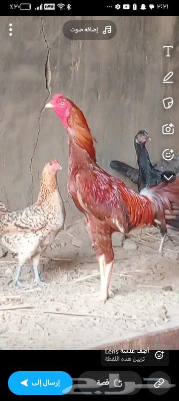 Pakistani rooster for sale63174547712514112