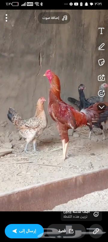 Pakistani rooster for sale63174547712514111