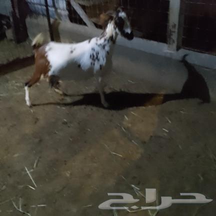 اعرض لكم عنز بيشي دافع صنف فاخر63172395453315114