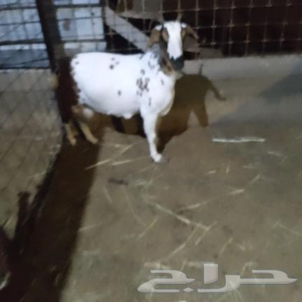 اعرض لكم عنز بيشي دافع صنف فاخر63172395453315112