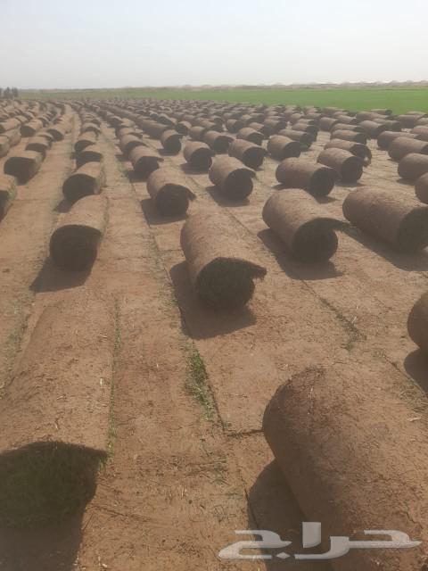 تيل 2000C صافي وطبيعي درجه اولى ممتاز موجود تركيب63174547521666112