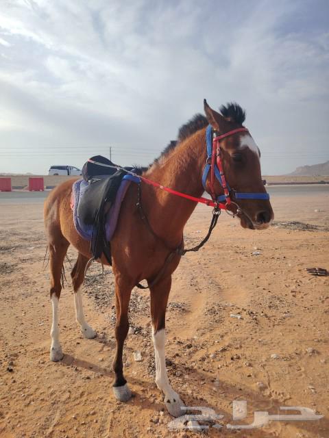 خيل شعبي كفو للبيع حار مع الخيل هادي مع المبتدي63174517468674111