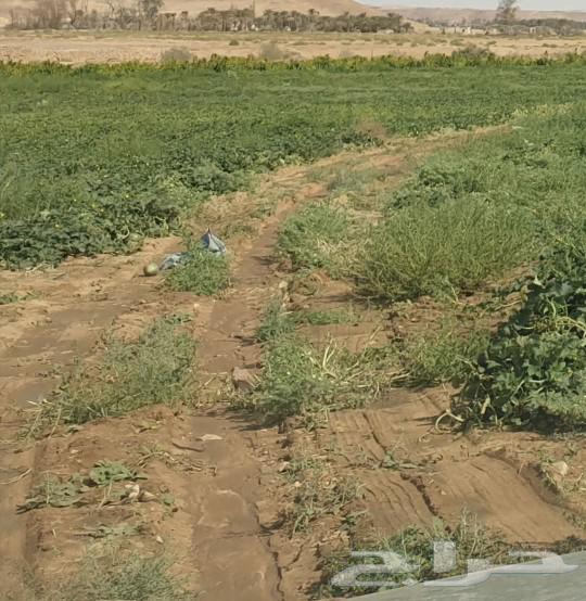 4-tower electric center pivot irrigation farm for rent63175048362627113
