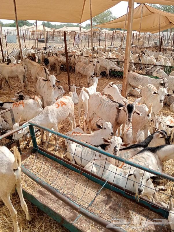 طليان برابر وتيوس صومالية على الشرط63174076423682112