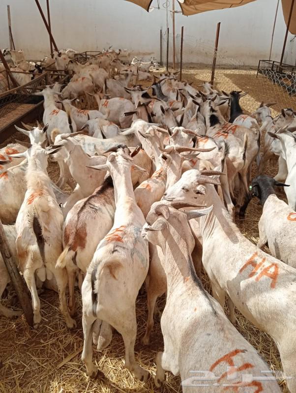 طليان برابر وتيوس صومالية على الشرط63174076423682116