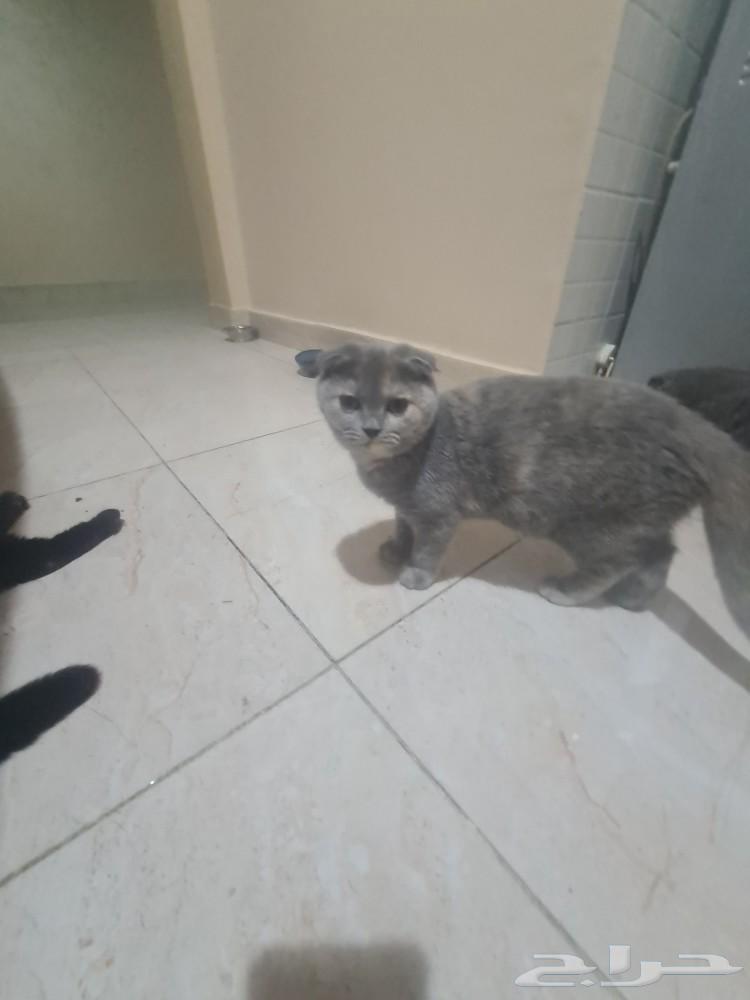 سكوتش فولد للبيع63508045145219112