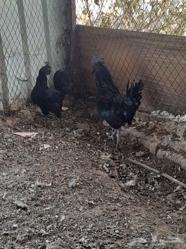 Indonesian chicken ticket (sold)63174064191875112