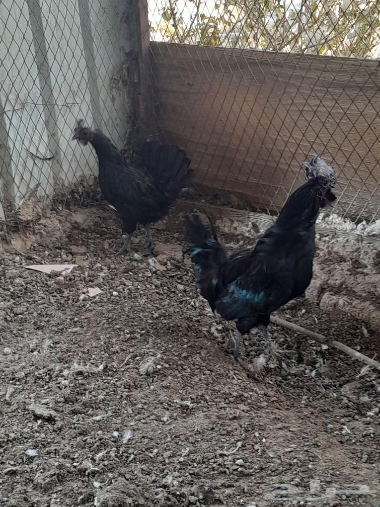 Indonesian chicken ticket (sold)63174064191875111