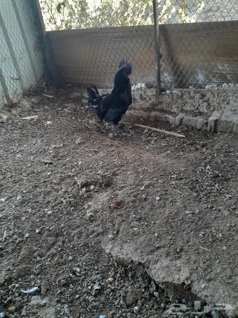 Indonesian chicken ticket (sold)63174064191875114
