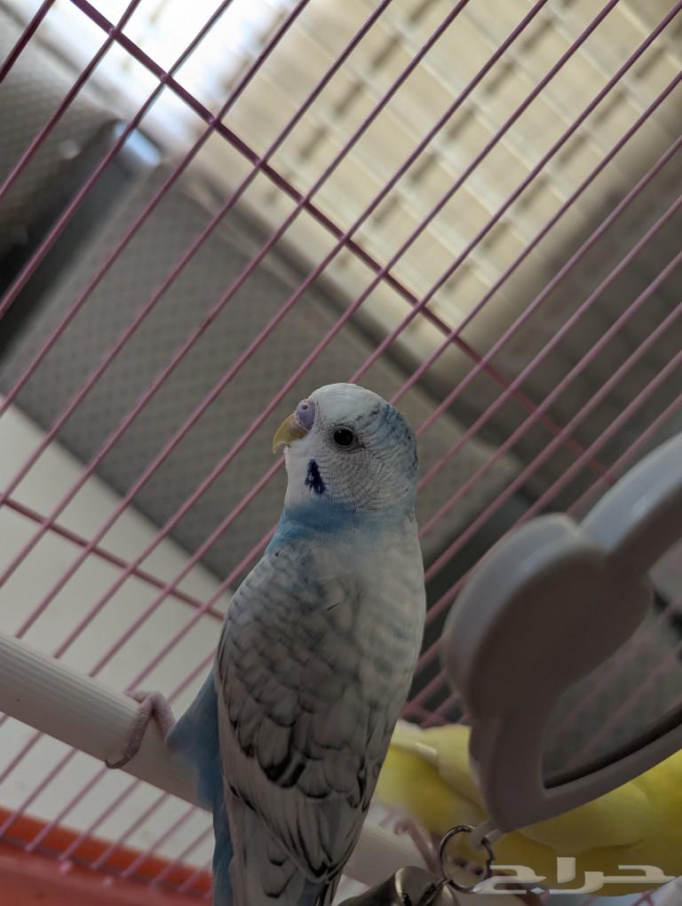 زوح بادجي مع قفص63174075880706112
