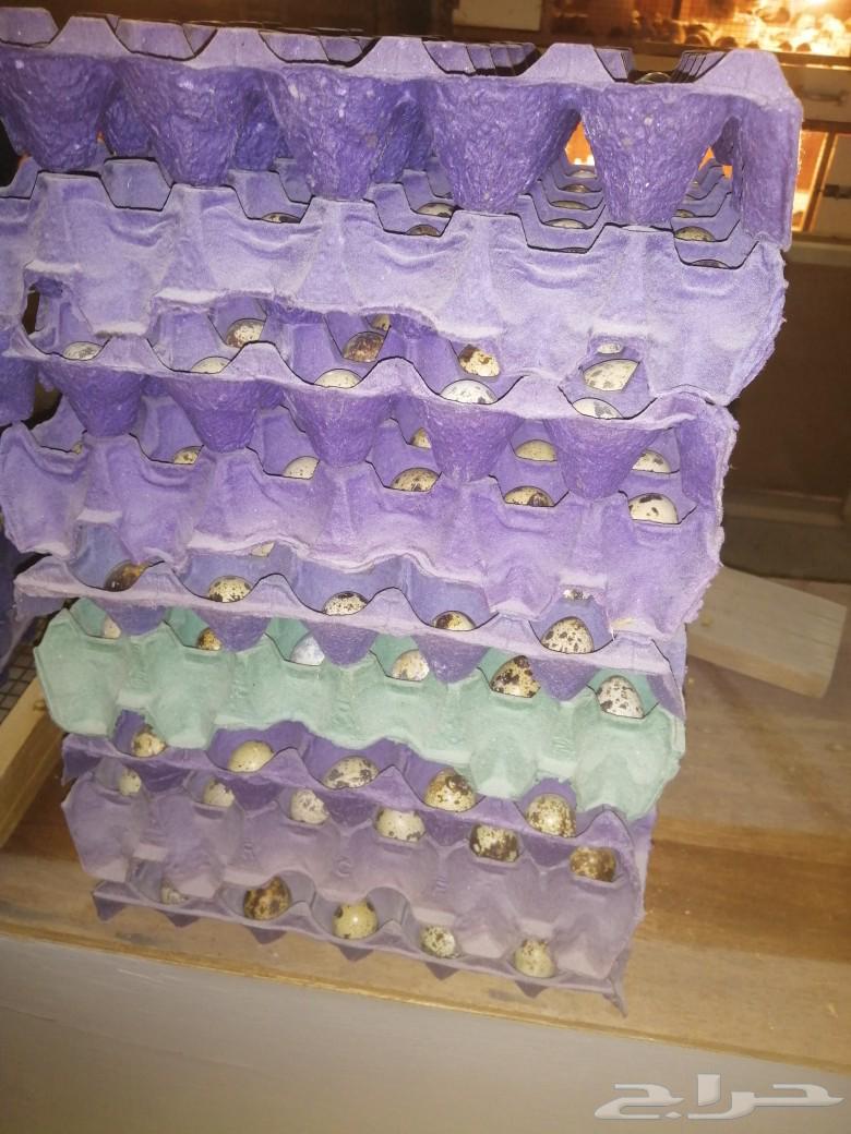 بيض سمان كريمي63172872541825114