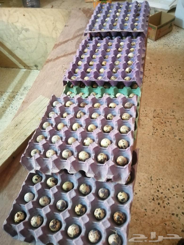 بيض سمان كريمي63172872541825112