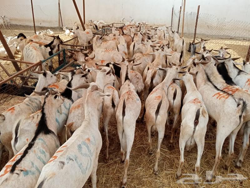 طليان برابر وتيوس صومالية على الشرط63174076423682111