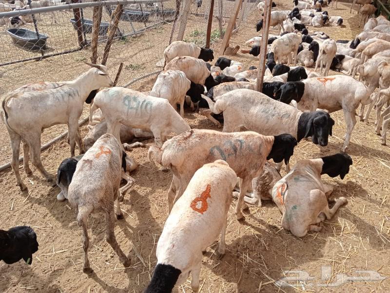 طليان برابر وتيوس صومالية على الشرط63174076423682114