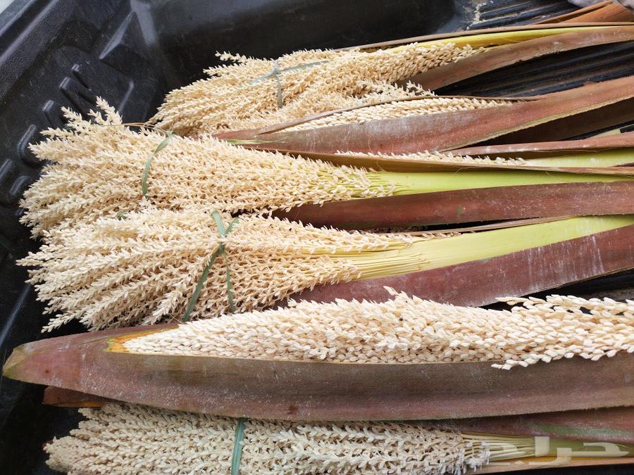لقاح جديد قص اليوم63171965515139111