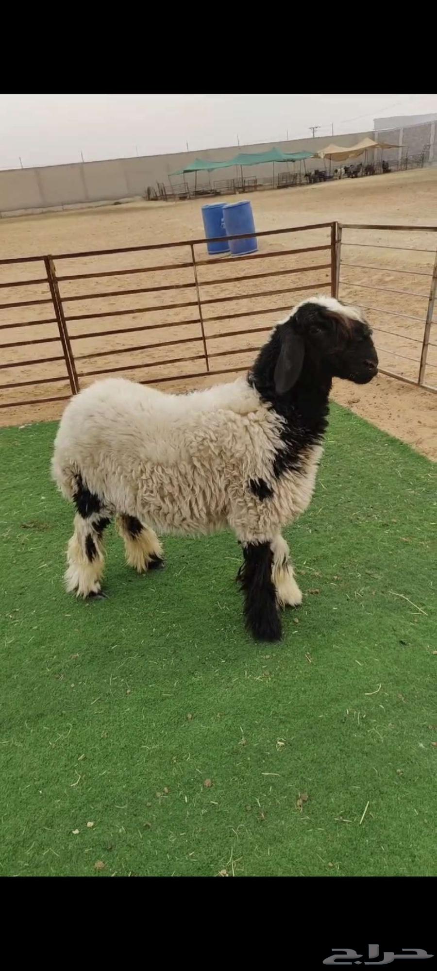 للبيع جذعه نعيميه فاخره للقناي63171060821379111