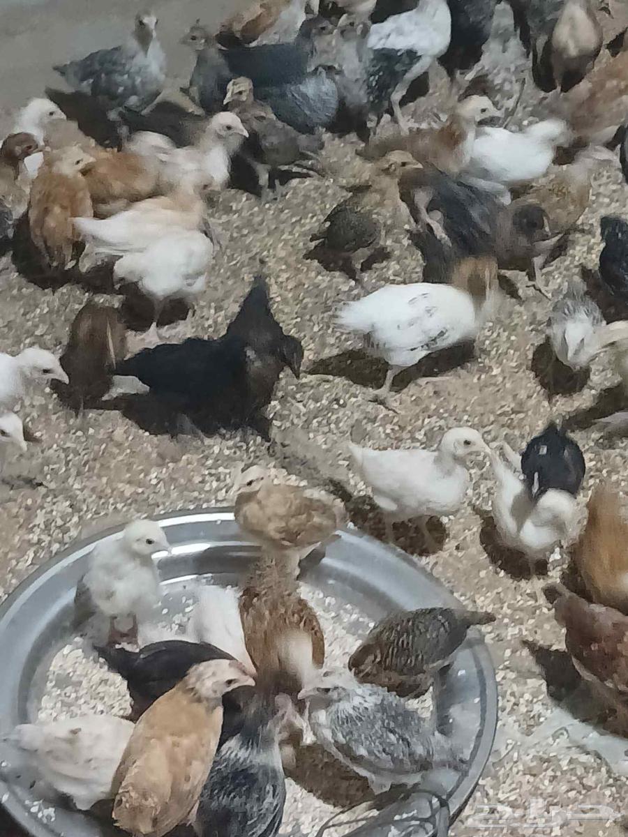 I present to you local and Fayoumi chickens, 50 days old.63172429668993111