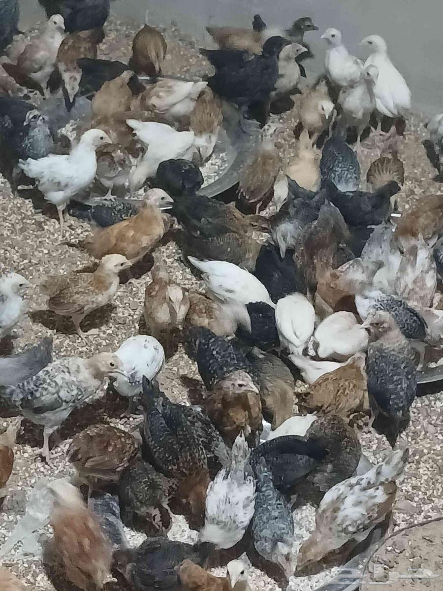 I present to you local and Fayoumi chickens, 50 days old.63172429668993112