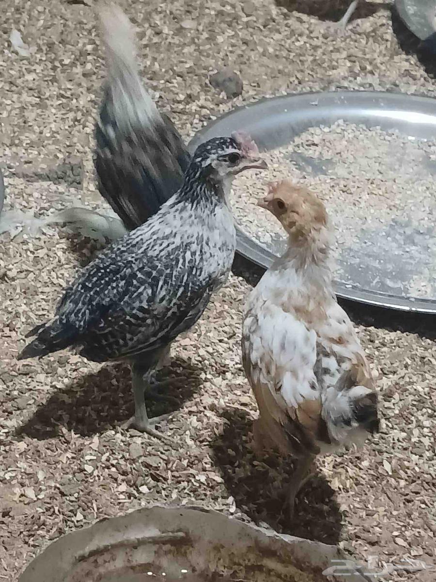 I present to you local and Fayoumi chickens, 50 days old.63172429668993114