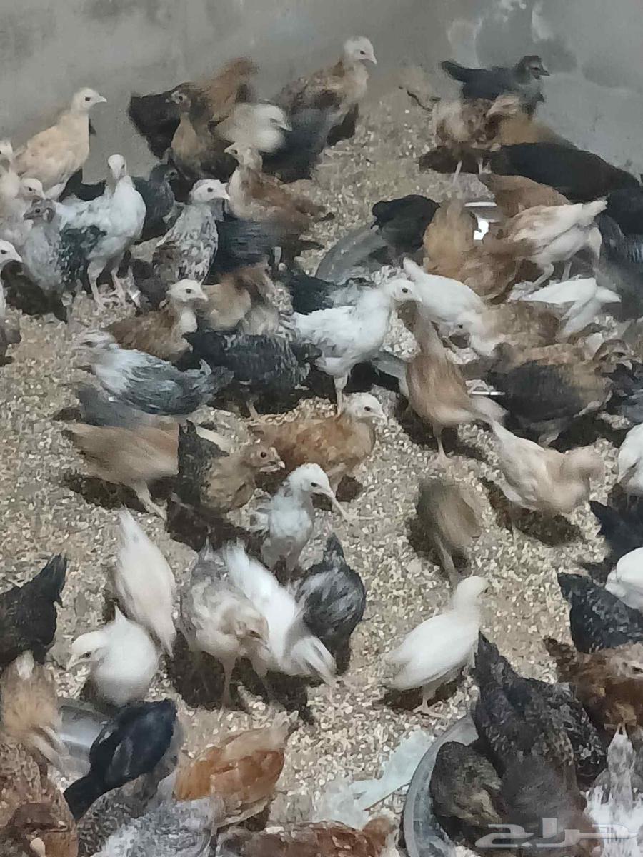 I present to you local and Fayoumi chickens, 50 days old.63172429668993113
