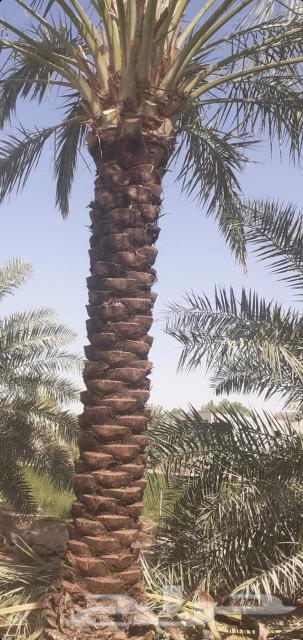 نخل اخلاص وصقعي نقايل63171969284482111