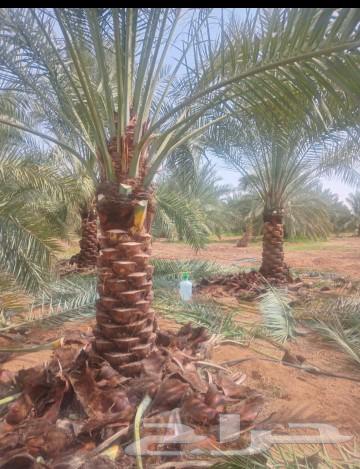 نخل انواع ممتازه63170589915266119