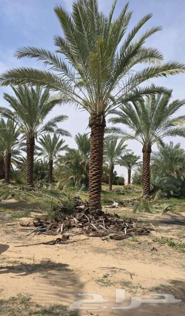 نخل اخلاص وصقعي نقايل63171969284482117