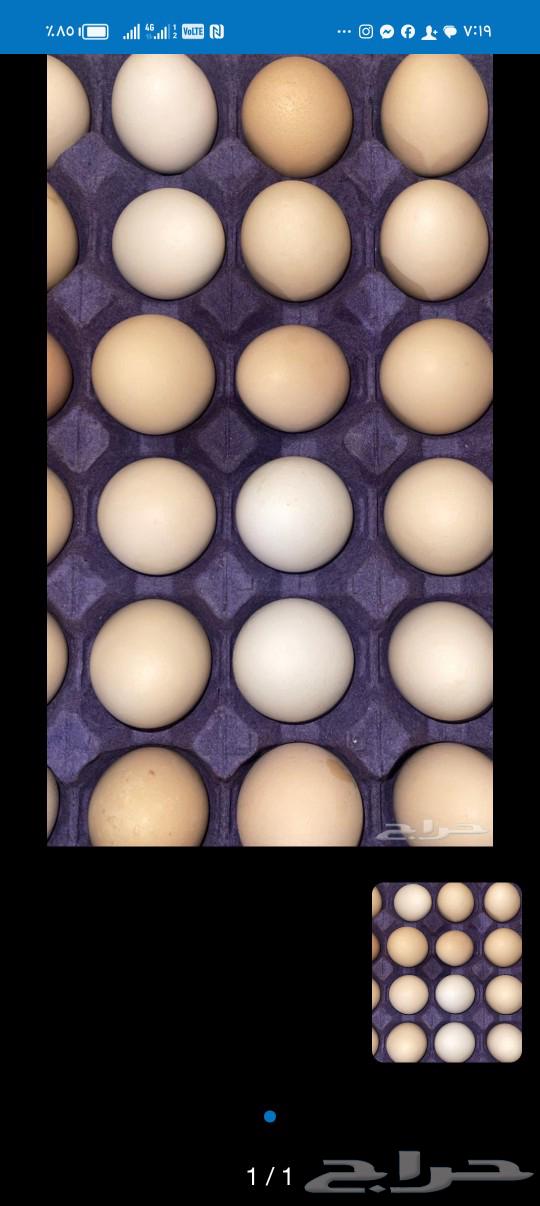 بيض بلدي مخصب63171972998401111