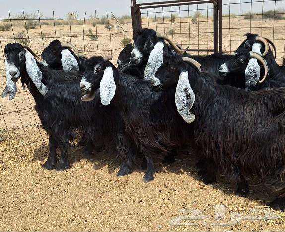 معزا عوارض طيبه منايح دفيع العدد 12 با الفحل للقناي63171503979907111