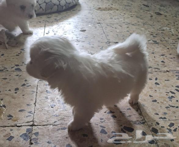 Puppy for adoption at a symbolic price63172896221185111