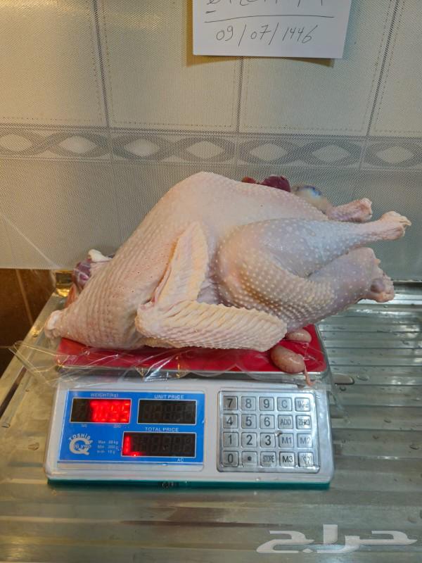 Freshly slaughtered turkey63171518434817113