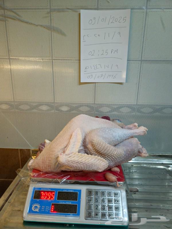 Freshly slaughtered turkey63171518434817113