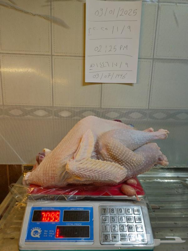 Freshly slaughtered turkey63171518434817111