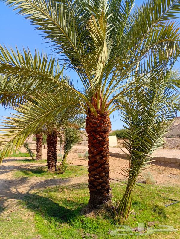 نخل انواع ممتازه63170589915266114