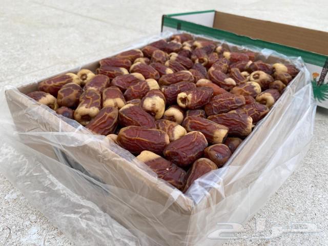 نخل انواع ممتازه63170589915266111