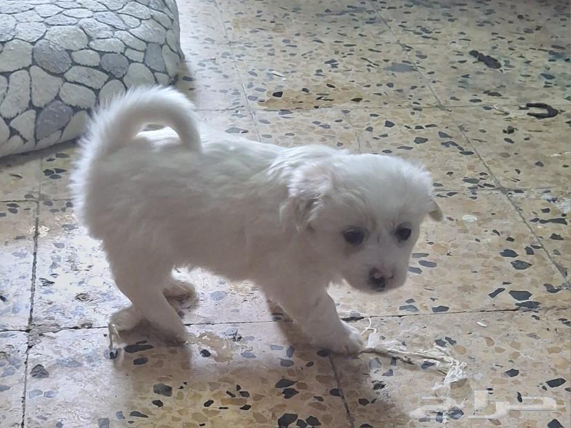 Puppy for adoption at a symbolic price63172896221185117