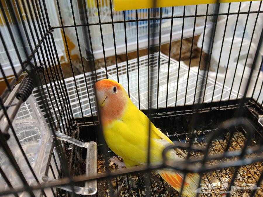 Tame birds come to hand and don't bite, so come and take a picture.63171076047875111