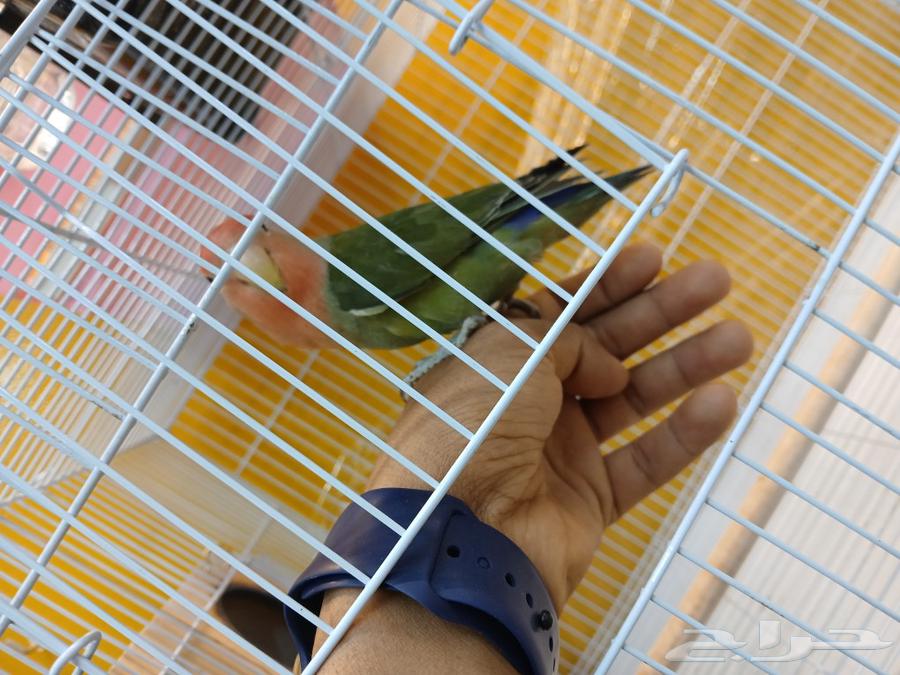 Tame birds come to hand and don't bite, so come and take a picture.63171076047875112